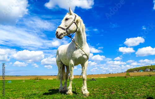 Obraz na płótnie white horse on a meadow w salonie