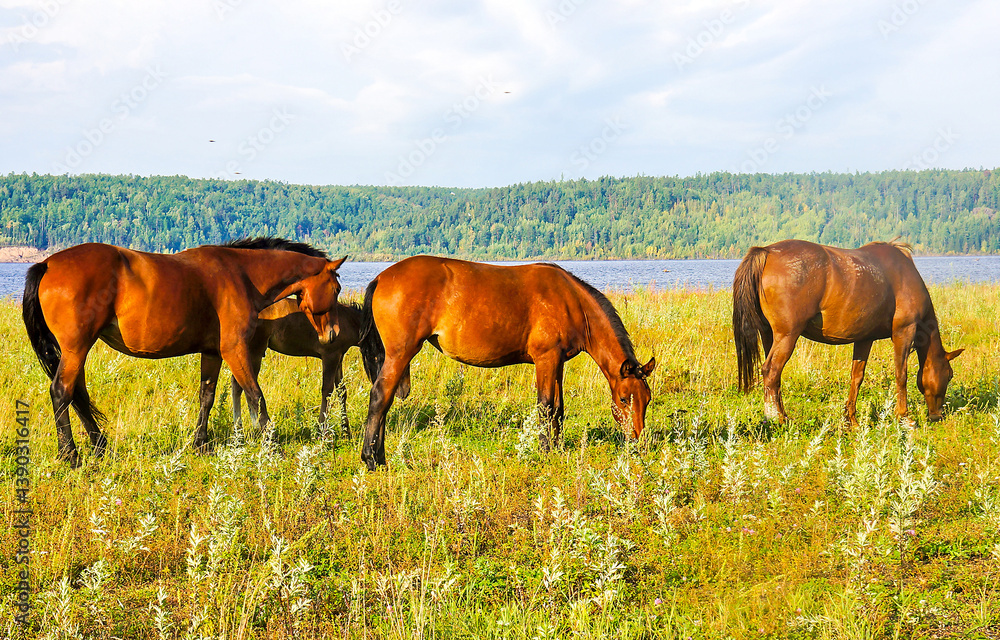 horses on the meadow