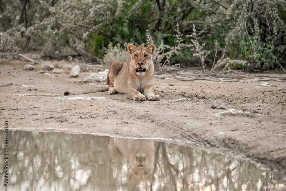 Obraz premium Majestic African lion family together on the savannah in wild savannah, animal of Africa 