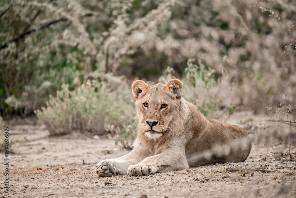 Fototapeta premium Majestic African lion family together on the savannah in wild savannah, animal of Africa 