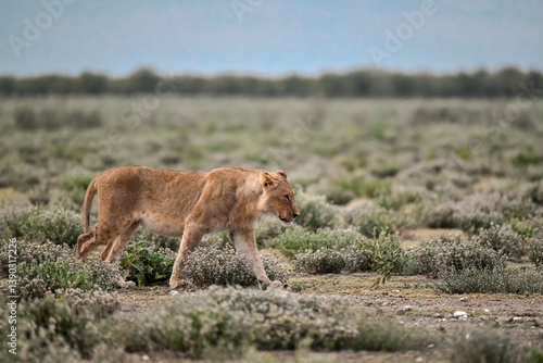 Majestic African lion family together on the savannah in wild savannah, animal of Africa
