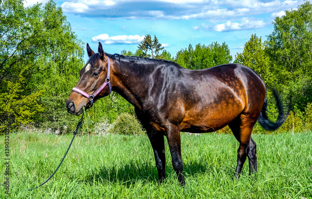 horse in the meadow