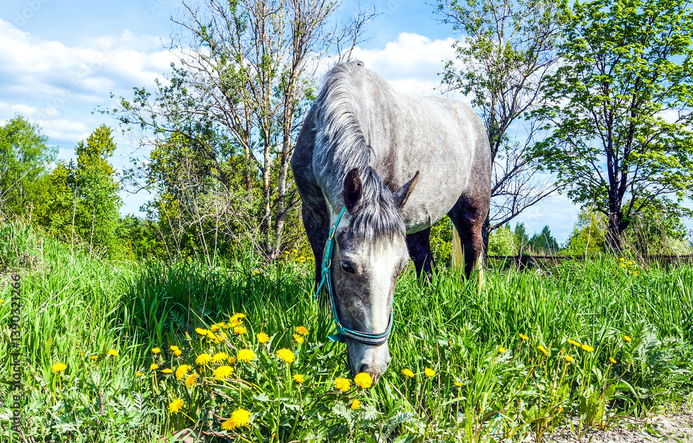 white horse in the meadow