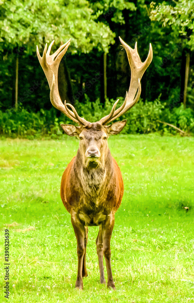 deer in the woods