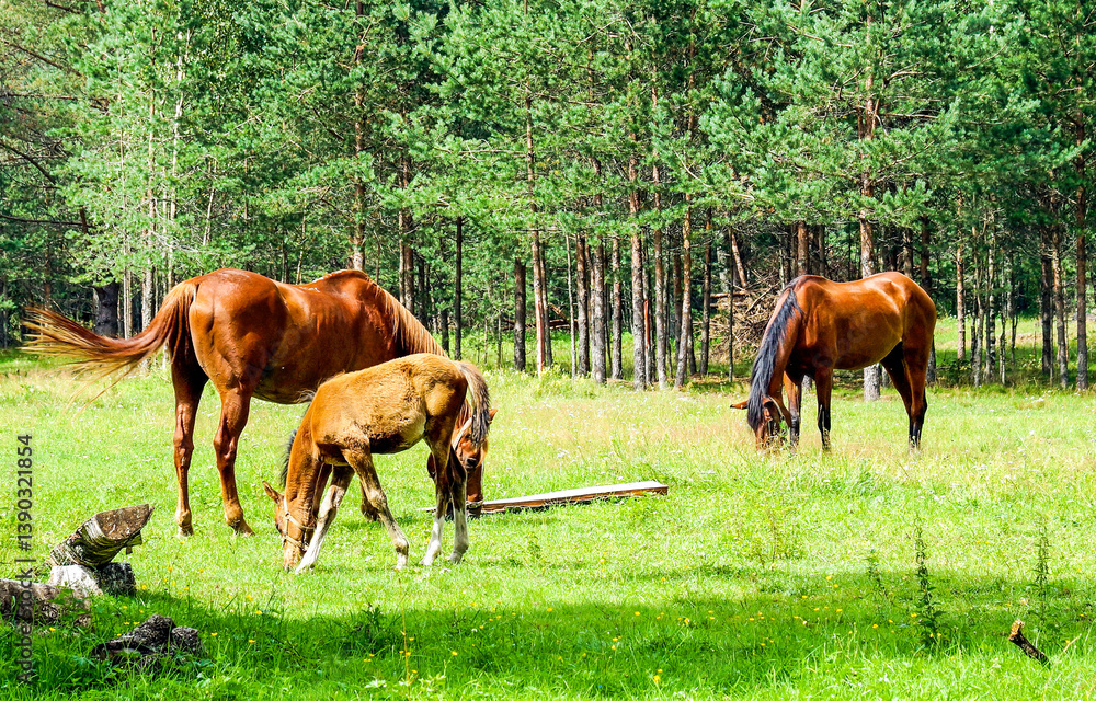 horses in the meadow