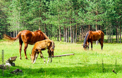 Obraz na płótnie horses in the meadow w salonie