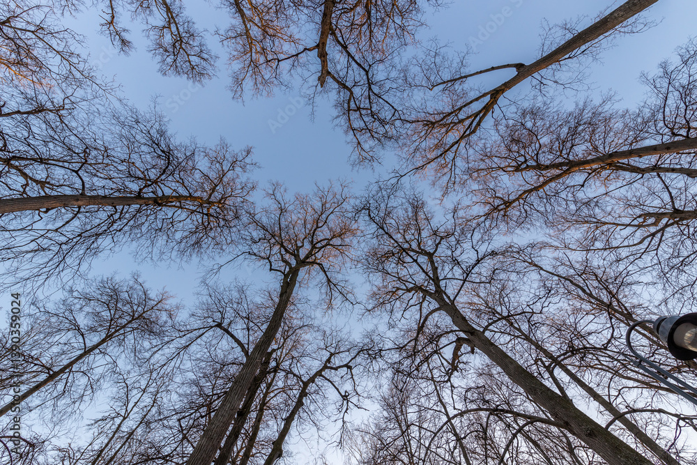 A forest with many trees, some of which are bare and some with leaves A forest with many trees, some of which are bare and some with leaves