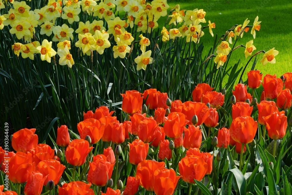 Red Tulips growing next to Yellow daffodils Red Tulips growing next to Yellow daffodils