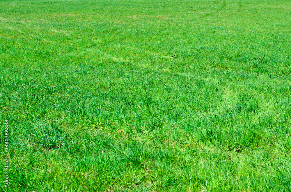 Green Grassy Field with Tire Track Marks Green Grassy Field with Tire Track Marks