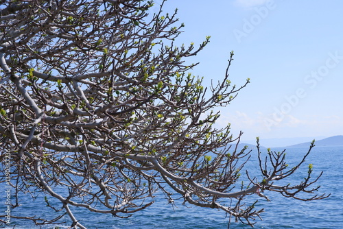 фотографія sea marmara tree child garden boat