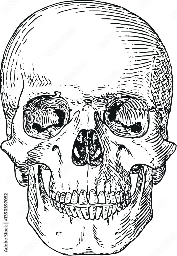 Detailed hand-drawn illustration of a human skull viewed from the front, showcasing anatomical features with fine hatching and linework.