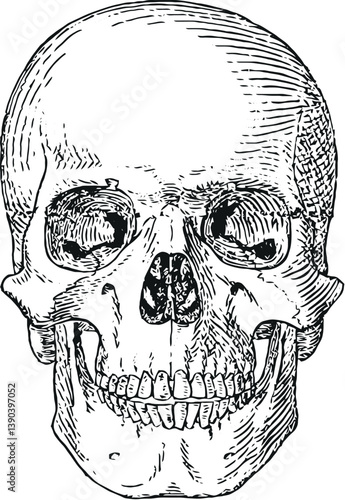 Obraz na płótnie Detailed hand-drawn illustration of a human skull viewed from the front, showcasing anatomical features with fine hatching and linework. w salonie