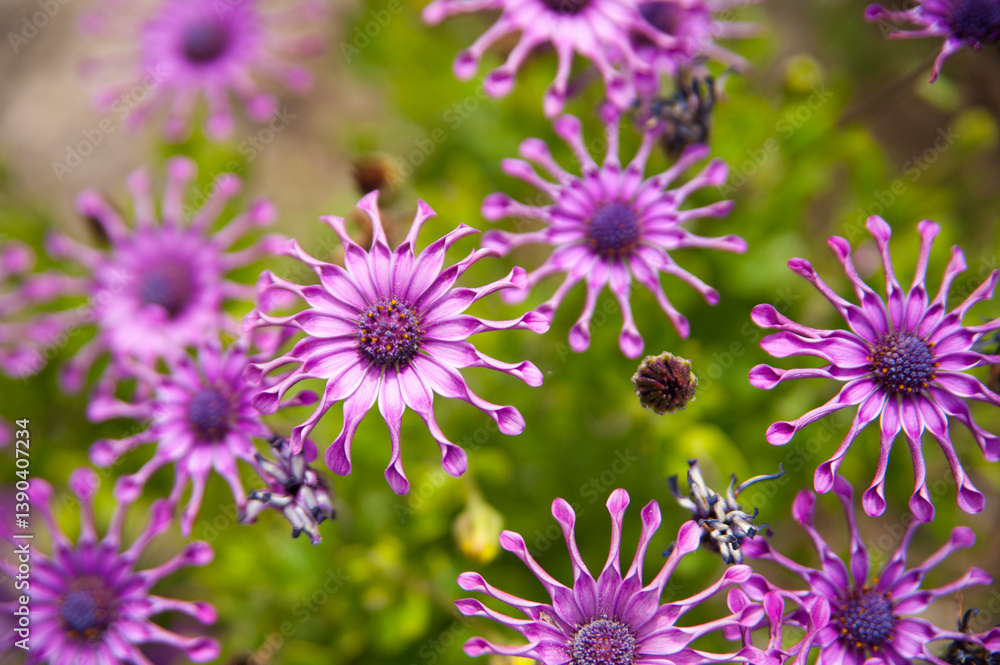 Obraz premium Flores de Osteospermum