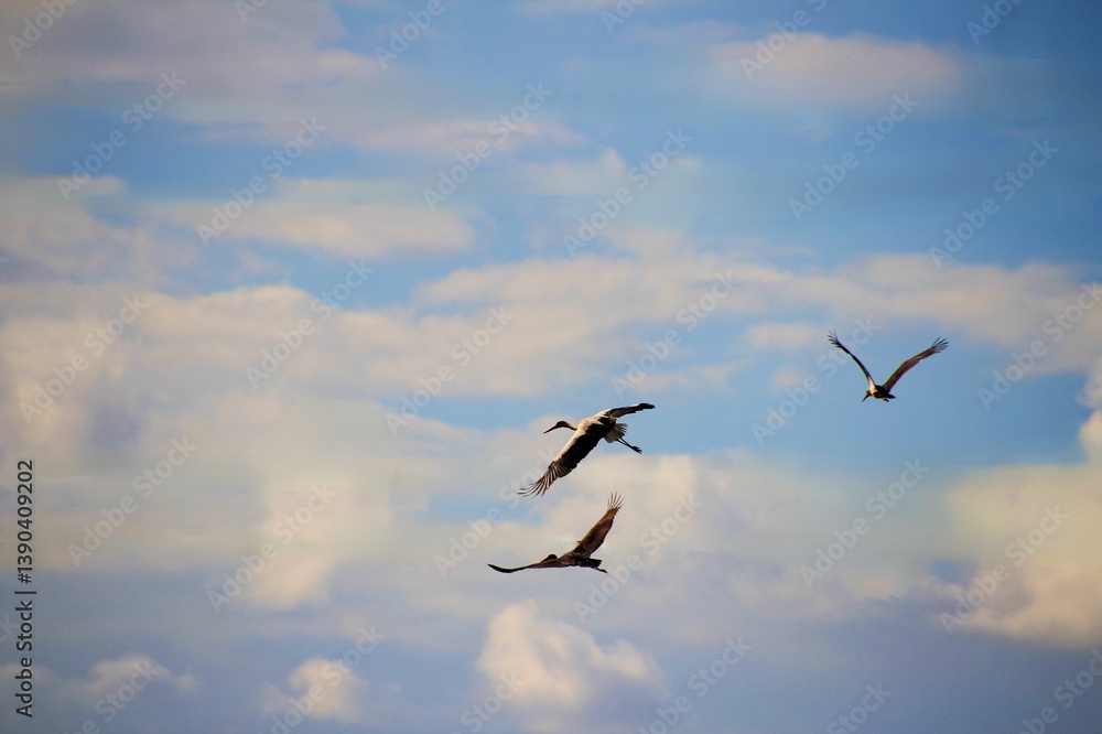 birds in flight birds in flight