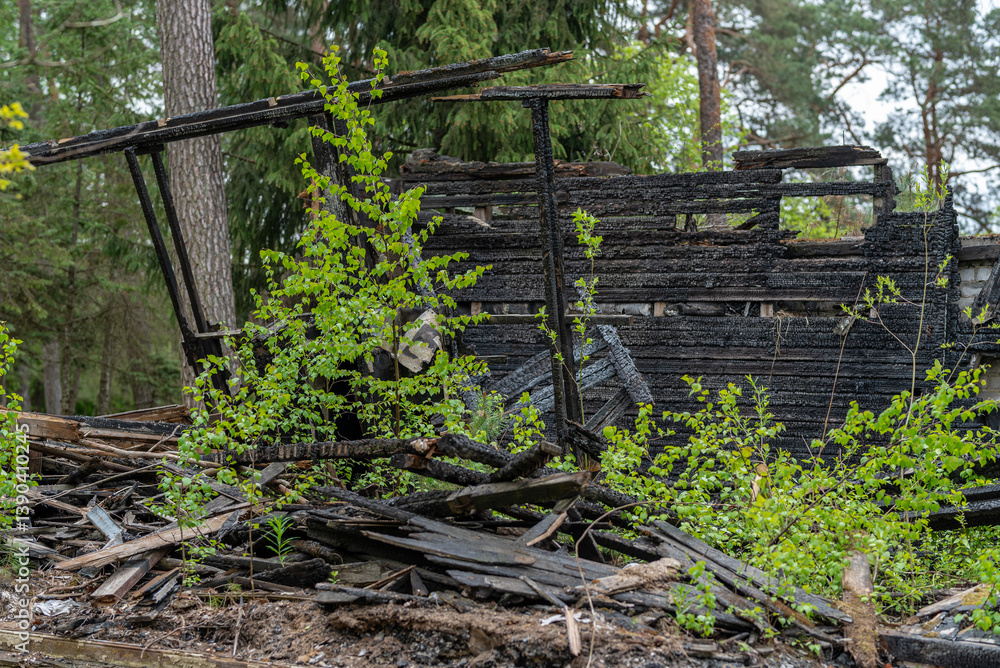 Charred Wood Remains of a Burnt Cabin in a Forested Area Charred Wood Remains of a Burnt Cabin in a Forested Area