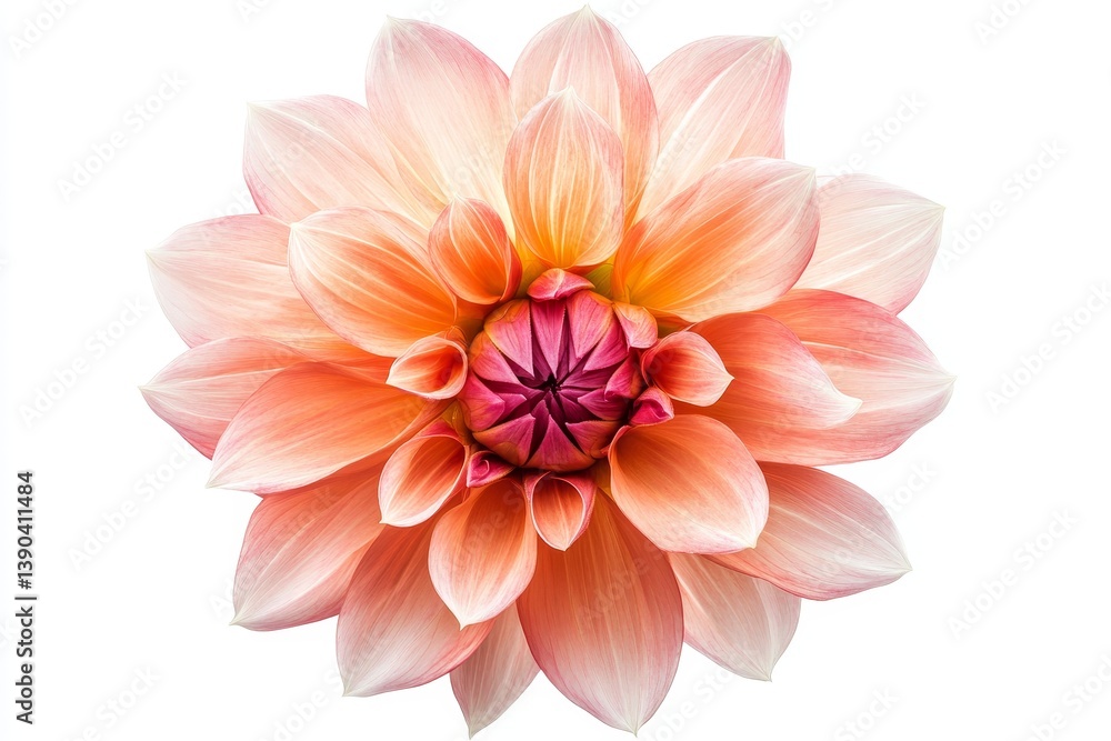 Peach Dahlia Blossom - A close-up shot of a single peach-colored dahlia flower, showcasing its intricate details against a white background Peach Dahlia Blossom - A close-up shot of a single peach-colored dahlia flower, showcasing its intricate details against a white background
