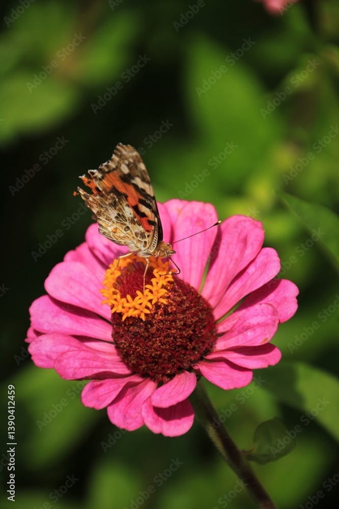butterfly on pink flower butterfly on pink flower