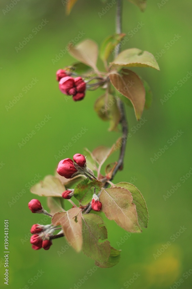 red pink flowers apple on a branch red pink flowers apple on a branch