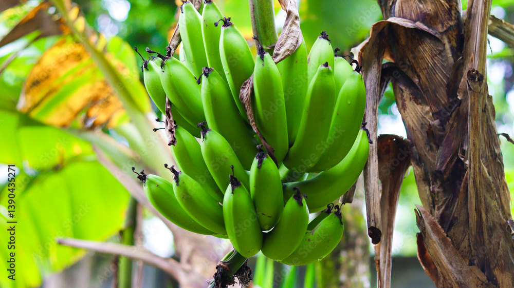 Obraz premium Cacho de banana maduro em destaque com fundo neutro. Fruta tropical, natural, ideal para conceitos de alimentação saudável e orgânica