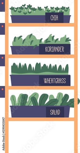 Chia, coriander, wheatgrass, salad microgreens