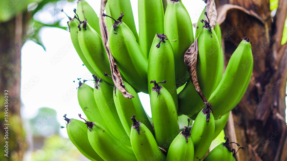 Fruta banana em uma bananeira
