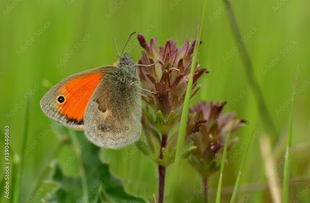 Coenonympha pamphilus 1416 Coenonympha pamphilus 1416
