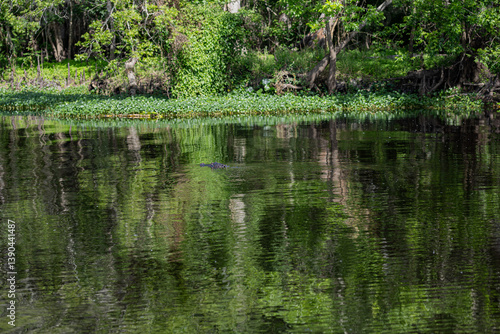 An alligator glides through the water, its body visible beneath the surface of a large, beautiful lake.