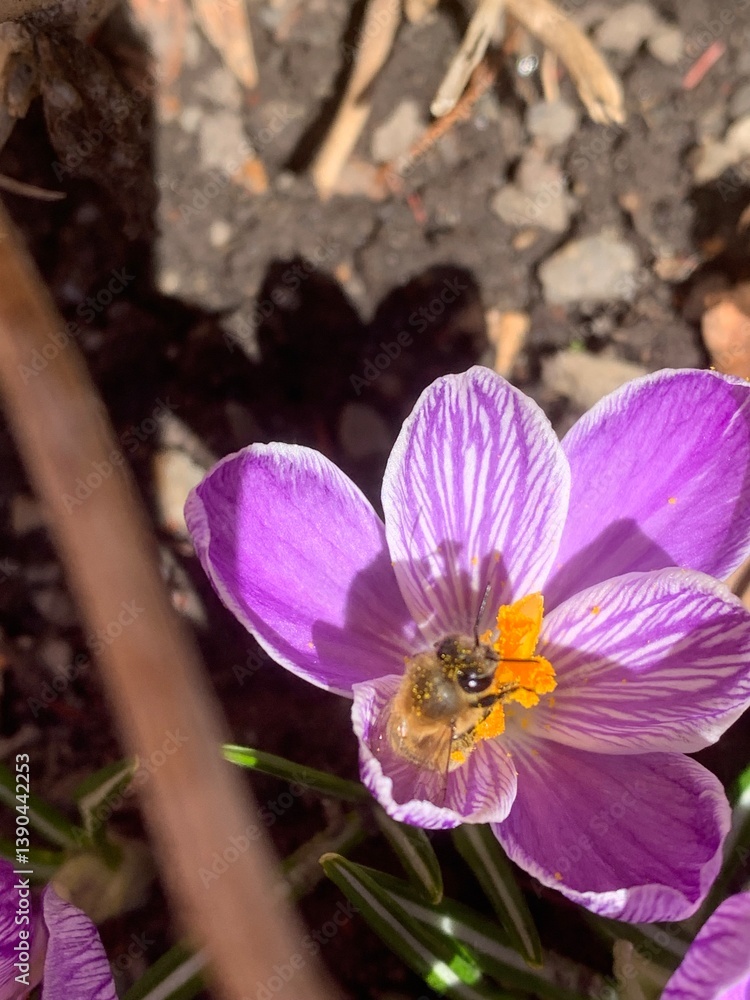 Crocus vernus (spring crocus, giant crocus) and bee