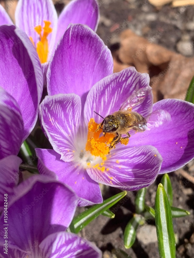Crocus vernus (spring crocus, giant crocus) and bee