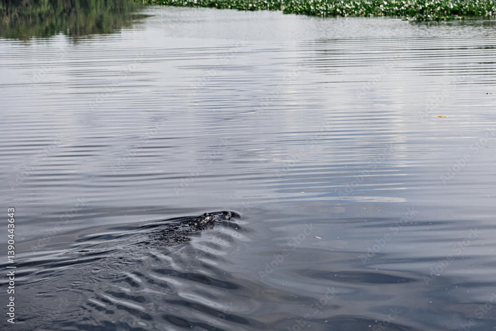 Obraz premium An alligator glides through the water, its body visible beneath the surface of a large, beautiful lake.