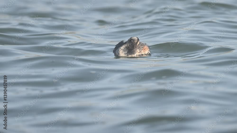 grebe in water grebe in water