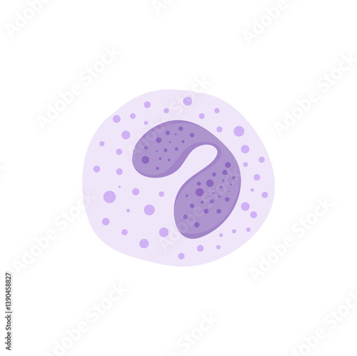 Blood cells leukocytes