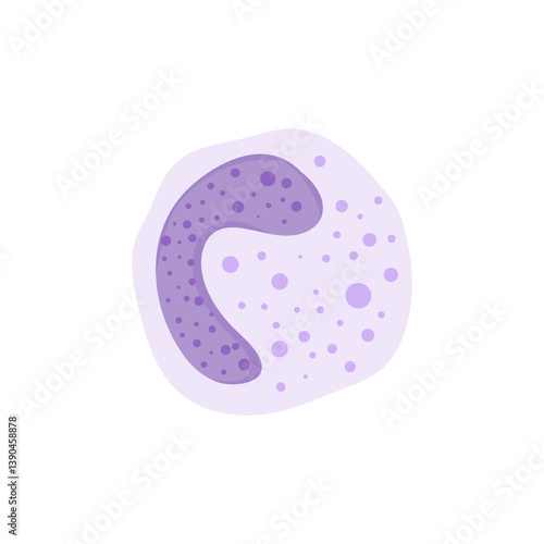 Blood cells leukocytes