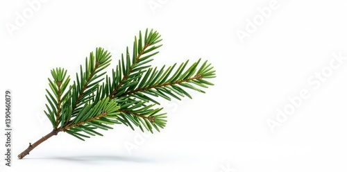 Single branch of fir tree isolated on white background, minimalist, evergreen, nature