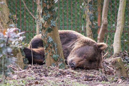 sleeping brown bear in the zoo