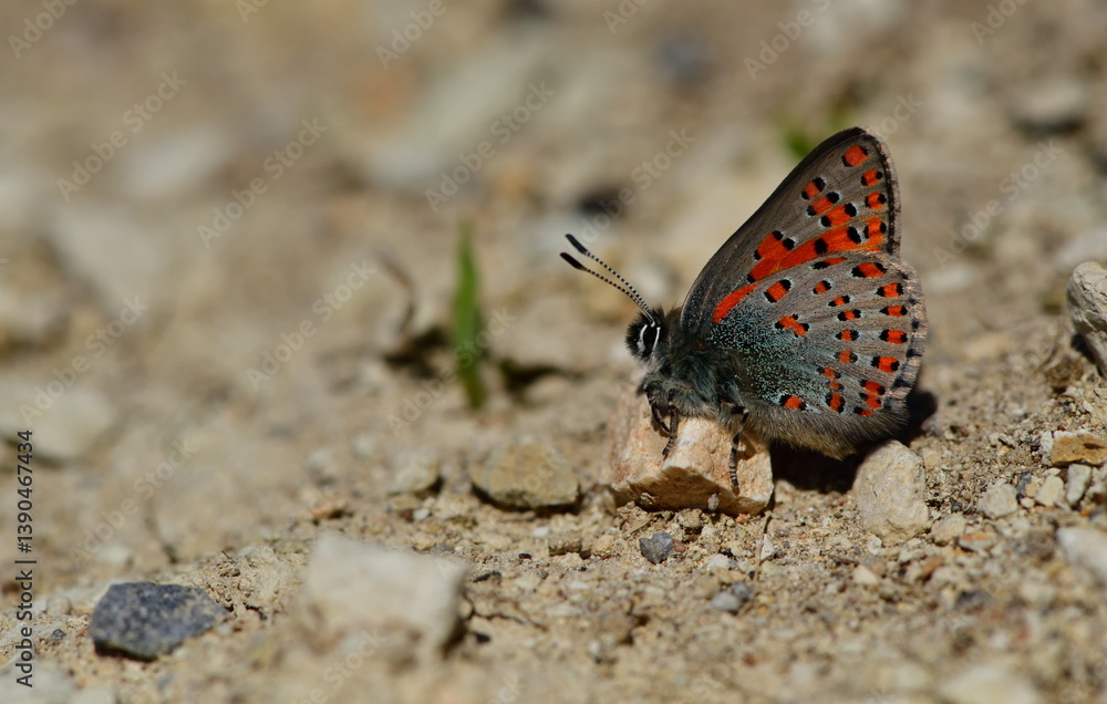 Fototapeta premium Tomares nesimachus 1418
