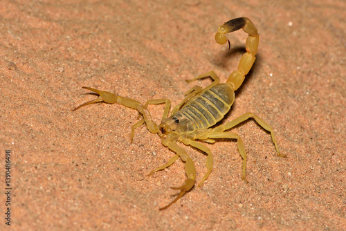 Closeup of the Arabian yellow Deathstalker scorpion Leiurus macroctenus from Oman, photographed in its biotope on desert sand