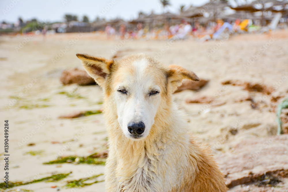 Fototapeta premium A dog close up. An abandoned dog on a sandy beach with damp fur and weary expression, reflecting its situation. Dog's solitude in the human world