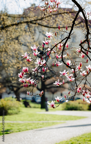 Blooming magnolia in a spring city park. Magnolia branches with pink and white flowers in full bloom against a sunny park background, capturing the essence of spring in the city.