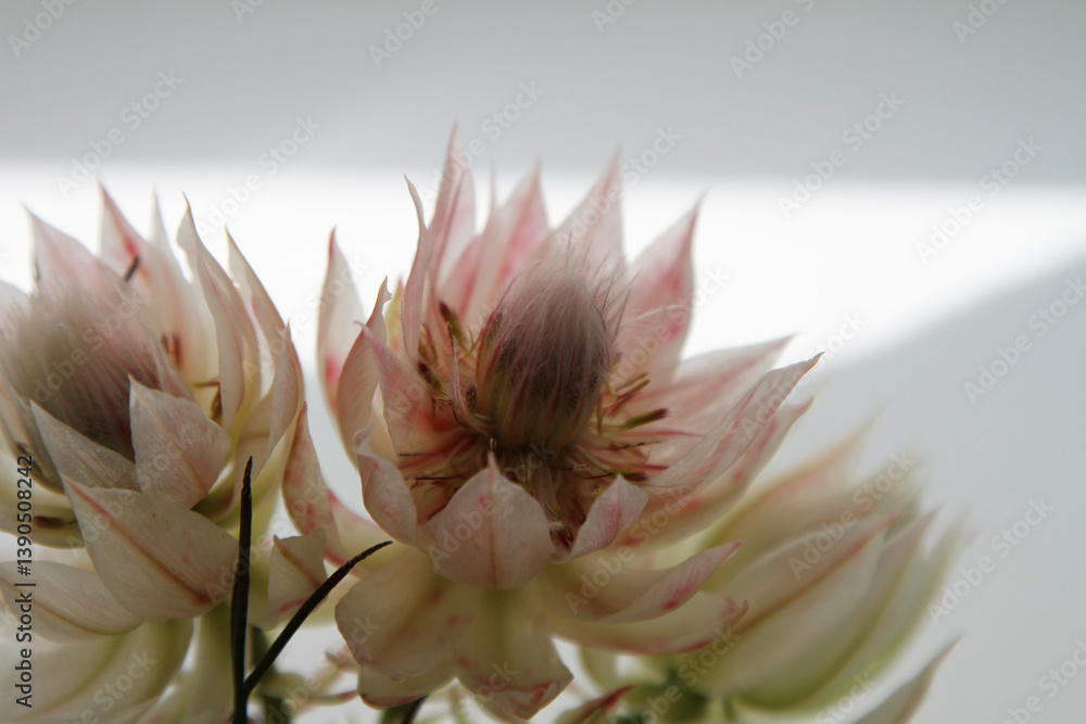 Obraz premium Fresh pink serruria flowers 