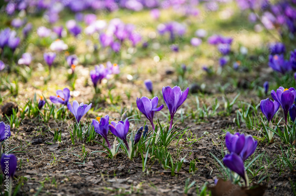 Beautiful purple crocuses blooming in spring in a park in Szczecin, Poland. Beautiful purple crocuses blooming in spring in a park in Szczecin, Poland.