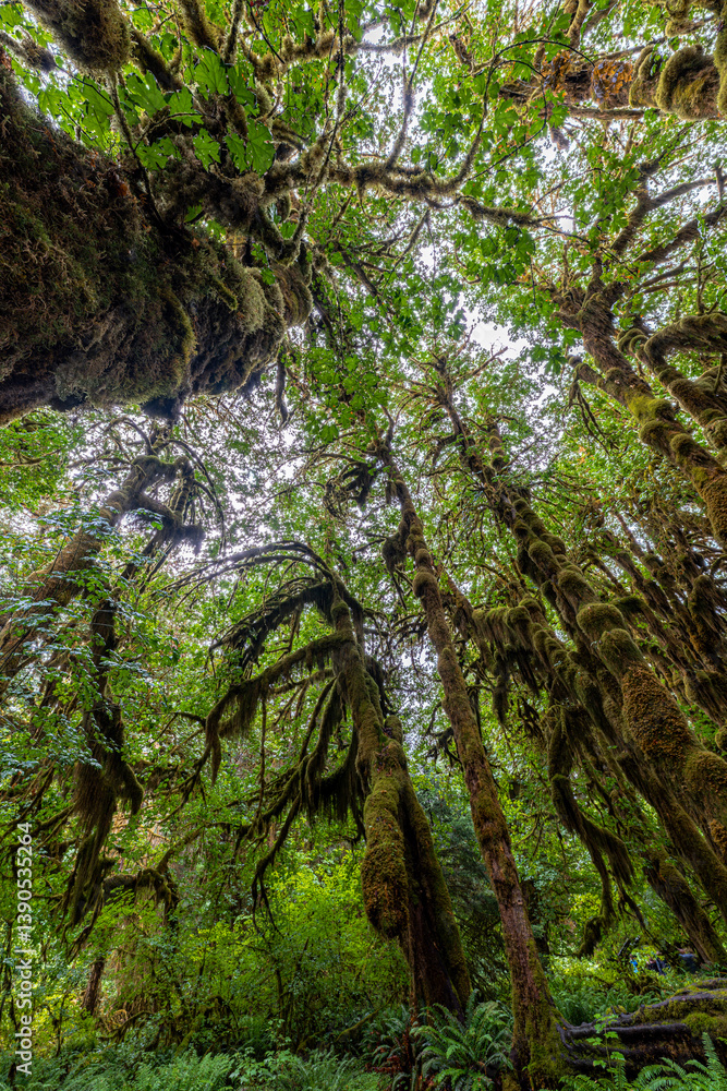 Hoh Rain Forest in Olympic National Park, WA