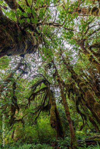 Obraz na płótnie Hoh Rain Forest in Olympic National Park, WA w salonie
