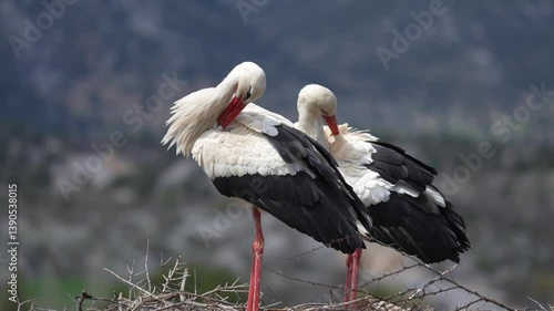white stork ciconia