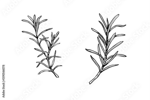 Two Rosemary branch set vector illustration minimalist black and white style. Mediterranean seasoning aromatic fresh herbs etching drawing. Fragrant plant for essential oil label, Christmas decor