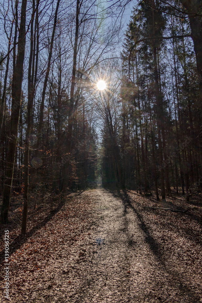 Obraz premium Forest path in backlight with sunlight through bare trees..