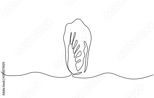 Chinese cabbage in continuous line art drawing style, Single continuous line drawing whole and cut sliced healthy organic headed cabbage for farm logo identity.