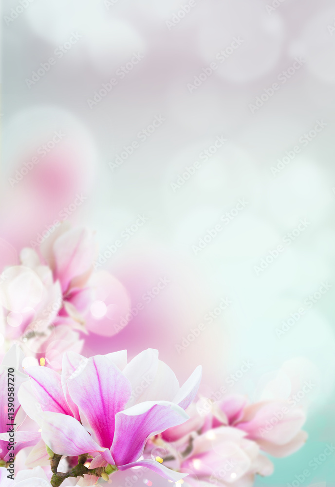 twig with blooming pink magnolia flowers close up over blue background with copy space