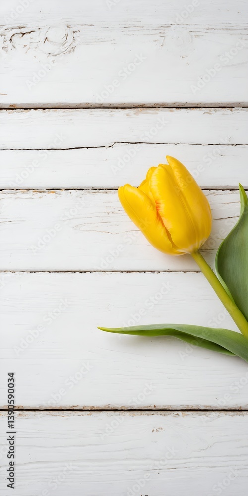 Yellow tulip flower on white wooden table background. Mothers Day.
