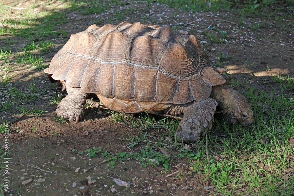 Promenade de la tortue